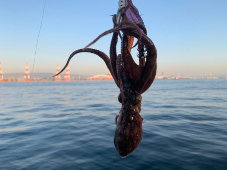 コスモ 太刀魚復活 行くなら今