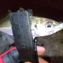 アジング！！！！