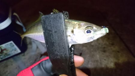 アジング！！！！