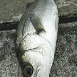 【苅田港】秋のシーバス調査~手仕舞い