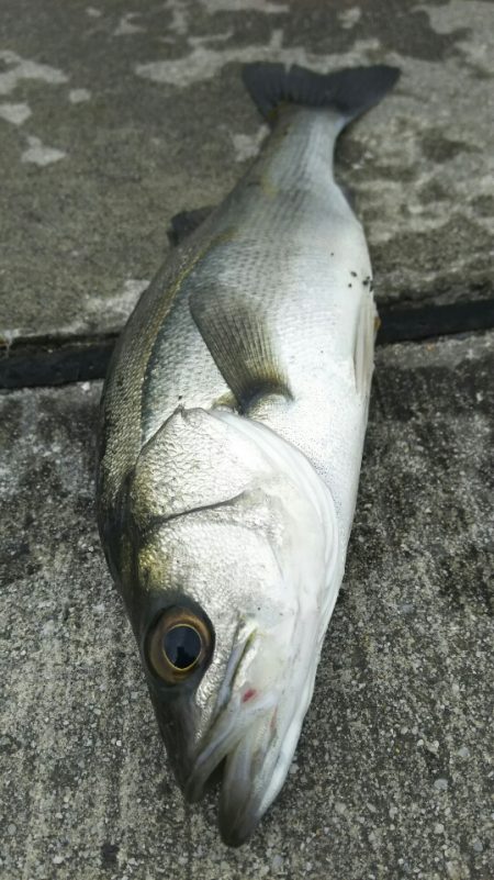 【苅田港】秋のシーバス調査~手仕舞い