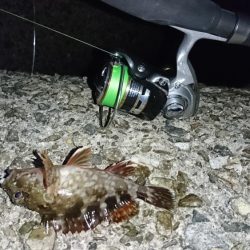 ガシラはナイスサイズ！