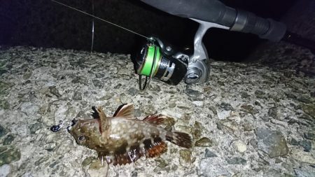 ガシラはナイスサイズ！