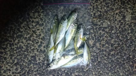 タチウオのつもりが・・・