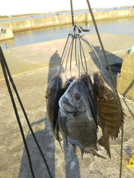 大磯港で団子釣り