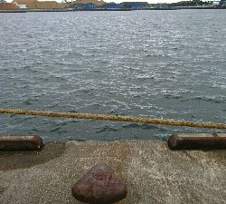 アオリイカ   コウイカ