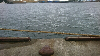 アオリイカ   コウイカ