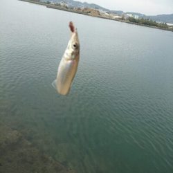 今日の釣果