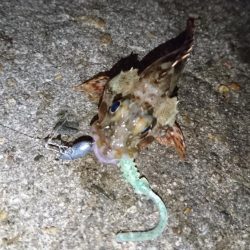 アジング！！！！