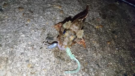 アジング！！！！