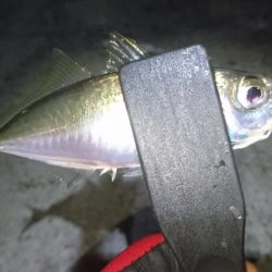 アジを求めて淡路島遠征！！