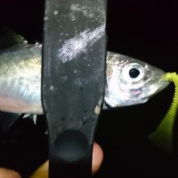 ヒイカがいないのでアジング！！