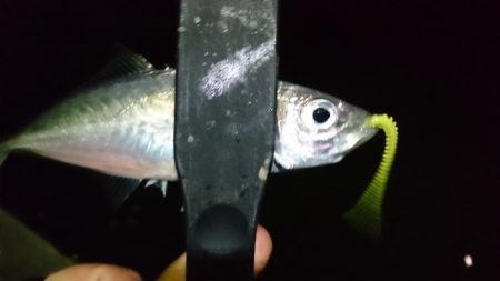 ヒイカがいないのでアジング！！