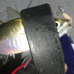 少しだけアジング