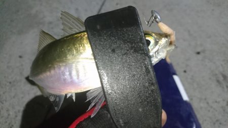 少しだけアジング