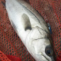 トウゴロウイワシ大群接岸中