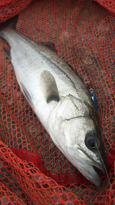 トウゴロウイワシ大群接岸中
