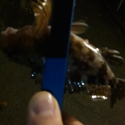 浜名湖　アジング