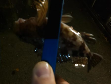 浜名湖　アジング