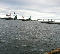 アオリイカ   コウイカ