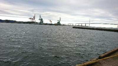 アオリイカ   コウイカ