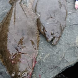 ヒラメ乱舞 爆釣