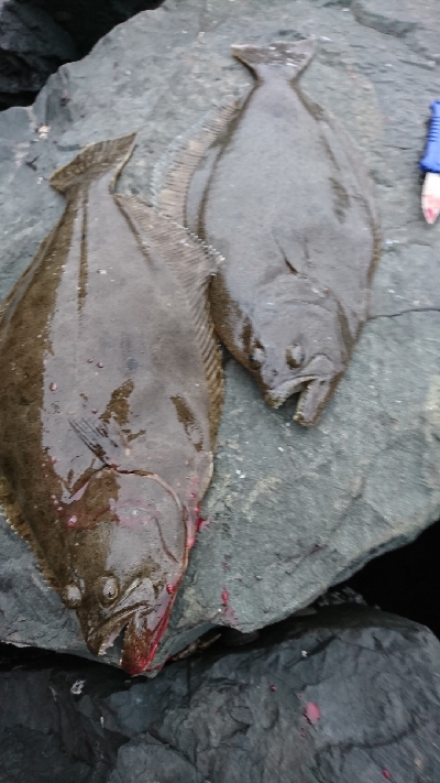 ヒラメ乱舞 爆釣