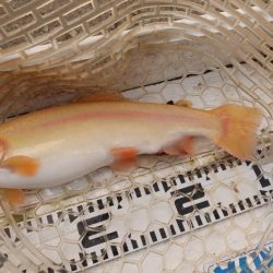 フィッシングレイクたかみや 釣果