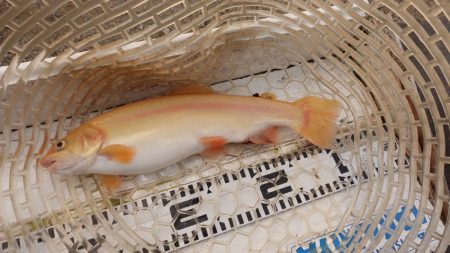 フィッシングレイクたかみや 釣果