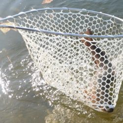 フィッシングレイクたかみや 釣果