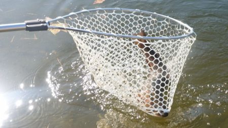 フィッシングレイクたかみや 釣果