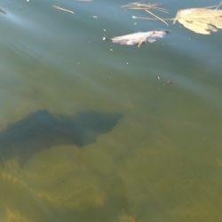 フィッシングレイクたかみや 釣果