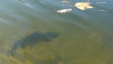 フィッシングレイクたかみや 釣果