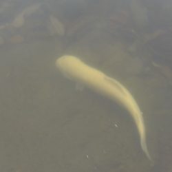 フィッシングレイクたかみや 釣果