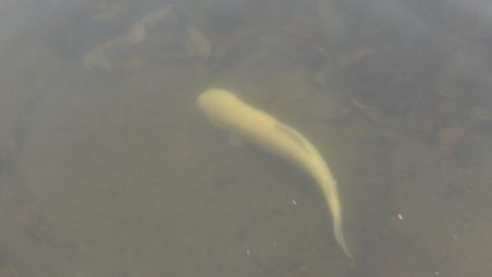 フィッシングレイクたかみや 釣果