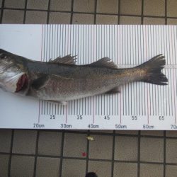 オリジナルメーカー海づり公園(市原市海づり施設) 釣果