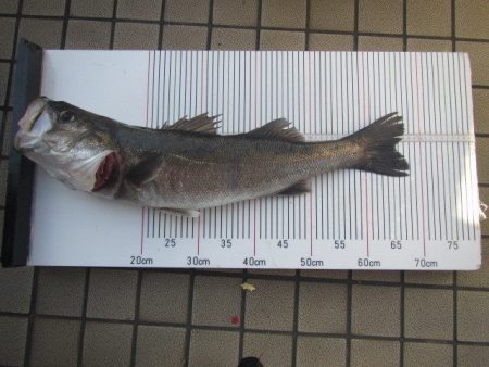 オリジナルメーカー海づり公園(市原市海づり施設) 釣果