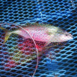 オリジナルメーカー海づり公園(市原市海づり施設) 釣果