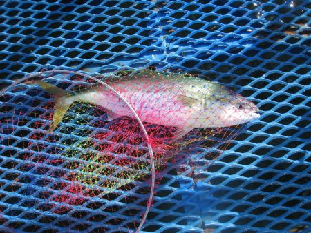 オリジナルメーカー海づり公園(市原市海づり施設) 釣果