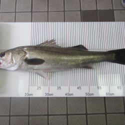 オリジナルメーカー海づり公園(市原市海づり施設) 釣果