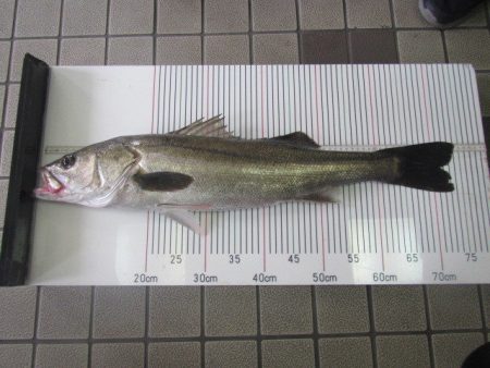 オリジナルメーカー海づり公園(市原市海づり施設) 釣果