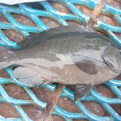 オリジナルメーカー海づり公園(市原市海づり施設) 釣果