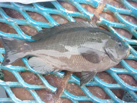 オリジナルメーカー海づり公園(市原市海づり施設) 釣果