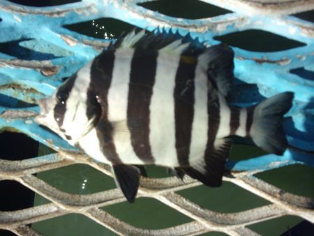 オリジナルメーカー海づり公園(市原市海づり施設) 釣果