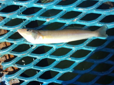 オリジナルメーカー海づり公園(市原市海づり施設) 釣果