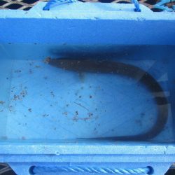 オリジナルメーカー海づり公園(市原市海づり施設) 釣果