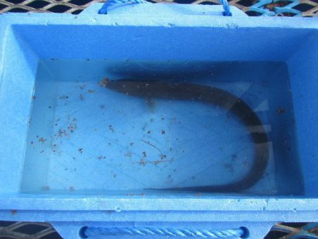 オリジナルメーカー海づり公園(市原市海づり施設) 釣果