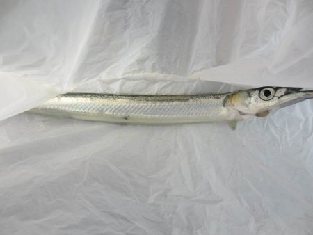 オリジナルメーカー海づり公園(市原市海づり施設) 釣果