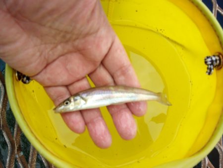 オリジナルメーカー海づり公園(市原市海づり施設) 釣果