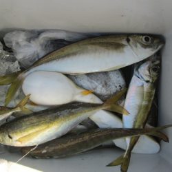 下関フィッシングパーク 釣果